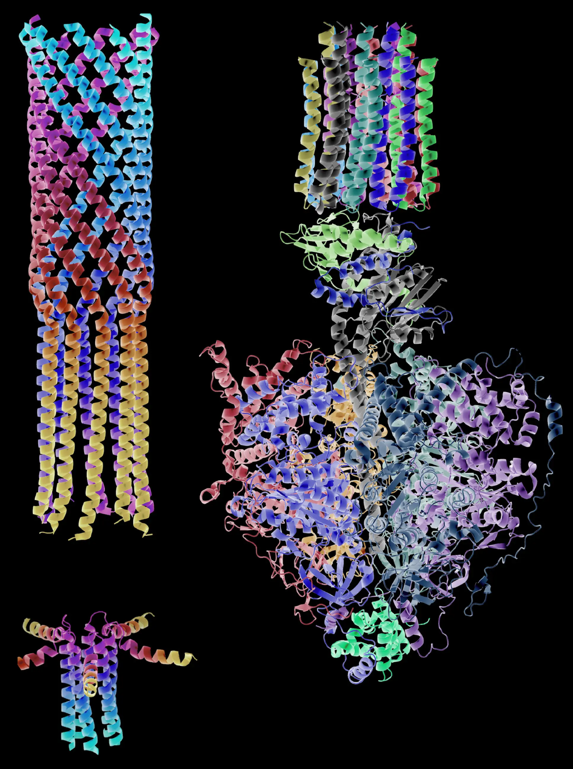 Structures of natural and designed alpha-helical barrels — protein architectures of tightly packed helices, colored by spatial arrangement. Image from Woolfson, D. N., Journal of Biological Chemistry, 2023